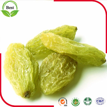 Raisin secado de passas de Xinjiang Raisin verde com alta qualidade